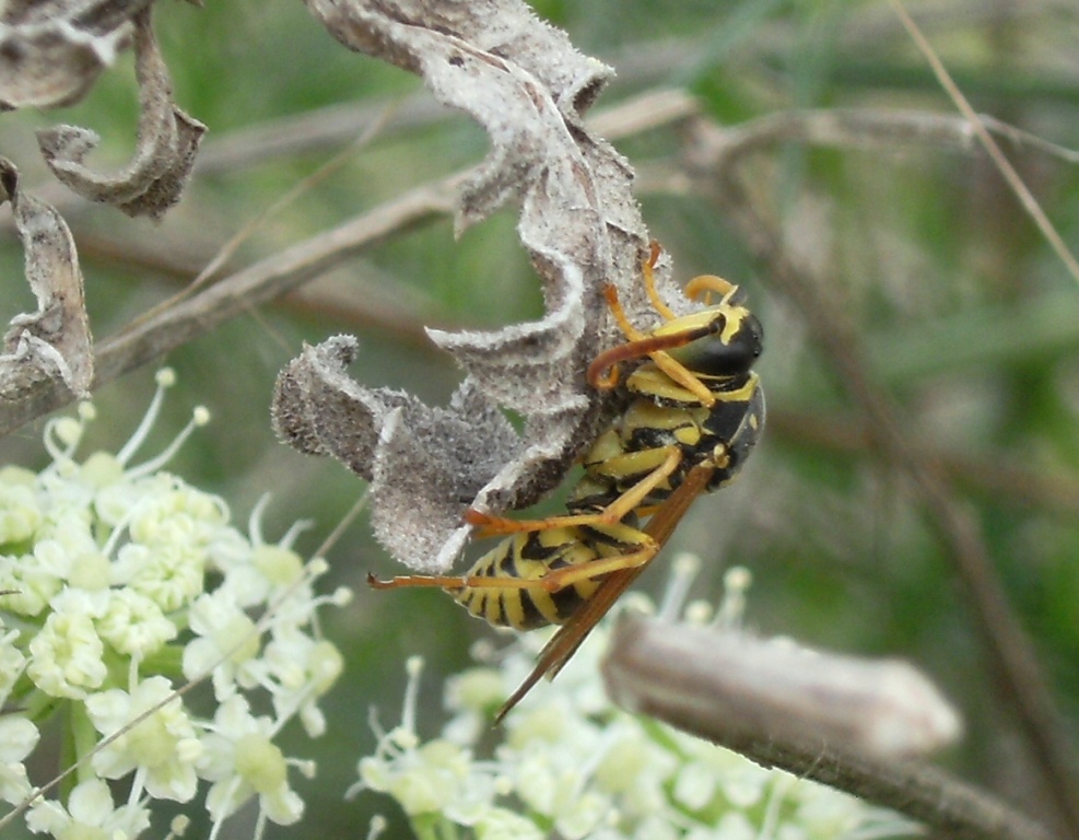 Insetti infreddoliti (Phaneroptera, Vespula, Polistes)